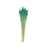 Phleum
