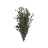 Şoklanmış Yaprak Eucalypthus