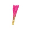 Phleum
