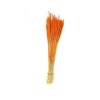 Phleum