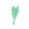 Stipa (Stypha)