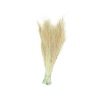 Stipa (Stypha)