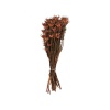 Nigella