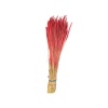 Phleum