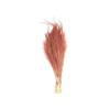 Stipa (Stypha)