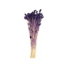 Phalaris - Mor
