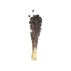 Phalaris