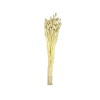 Phalaris