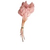 Palm Spear (Pembe)