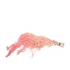 Amaranthus (Pembe)