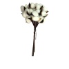 Gossypium - Pamuk (Naturel)