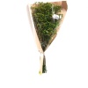 Gypsophila Yeşil