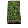 Reindermoss Liken Yosun-Moss Green