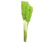 Sorghum Yeşil
