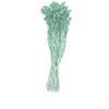 Phalaris Turkuaz