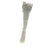 Phalaris Gri