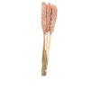Sorghum Pembe