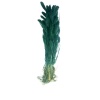 Setaria Turkuaz
