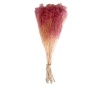 Broom Bloom - Pembe 200 Gr