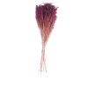 Broom Bloom Mor 100 Gr