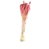 Foxtail - Pembe