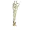 Papaver - Beyaz