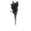 Setaria Mor