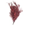 Eucalypthus Nicoly Bordo