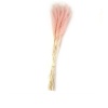 Tail Grass Pembe