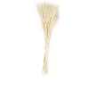 Tail Grass Beyaz