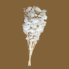 Lunaria İri Yapraklı
