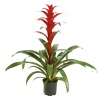 Guzmania-12 Cm Plastik Saksıda