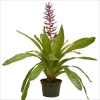 Aechmea Blue Rain (12 Cm Saksıda)