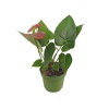 Anthurium Çiçeği A2 (12 Cm Saksıda)
