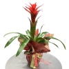 Guzmania Dekoratif Çiçek