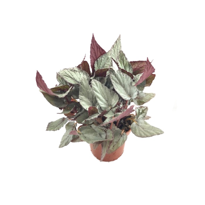 Begonia Beleaf (12 cm Saksıda)