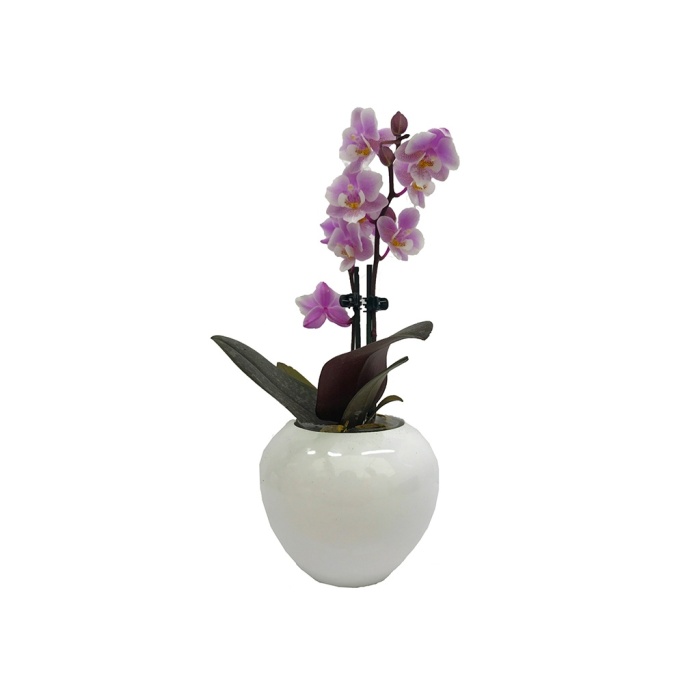 Pembe Renk Mini Orkide