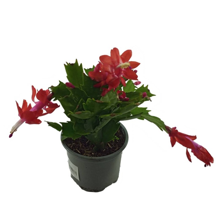 Schlumbergera Kırmızı - Yılbaşı Çiçeği (9 cm Saksıda)
