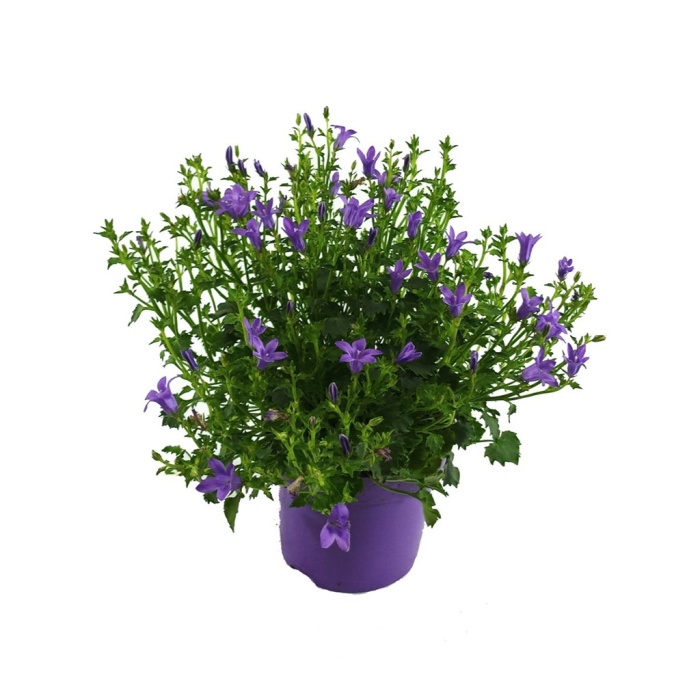 Campanula - Duvar Çan Çiçeği (12 cm Saksıda)