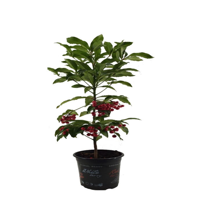 Ardisia Crenata - Yılbaşı Bitkisi (14 Cm Saksıda)