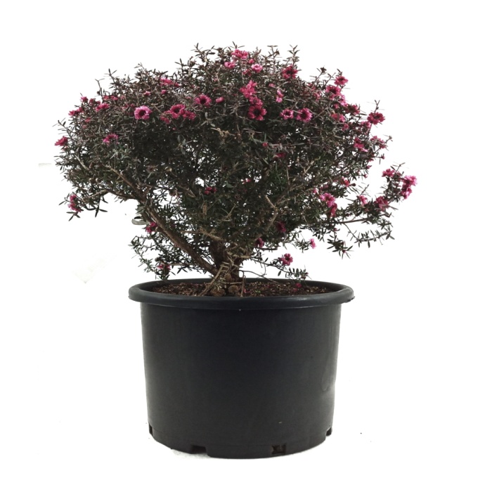 Leptospermum Scoparium