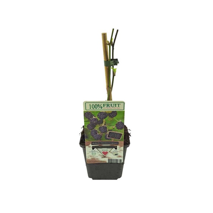 Rubus Thornless Blackberry (9 Cm Saksıda)