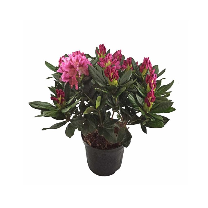 Rhododendron - Orman Gülü (23 Cm Saksıda)