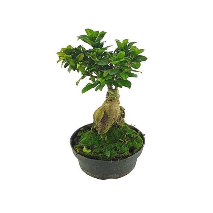 Ficus Bonsai - 21 Cm Plastik Saksıda
