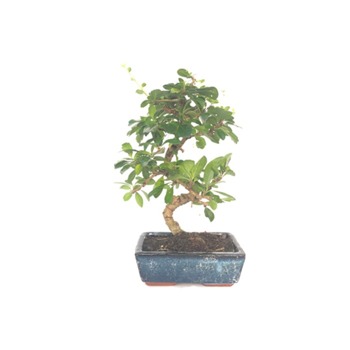 Bonsai Ağacı Dekoratif Saksıda