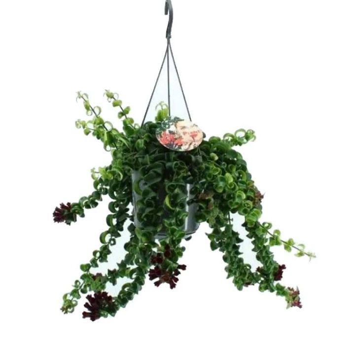Aeschynanthus Rasta - Ruj Çiçeği (15 Cm Saksıda) - İthal