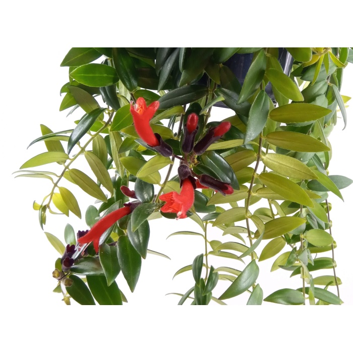 Aeschynanthus - Ruj Çiçeği - 15 Cm Plastik Saksıda