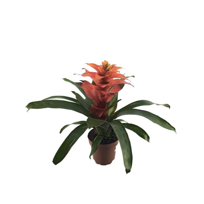 Guzmania Turuncu (12 Cm Saksıda)