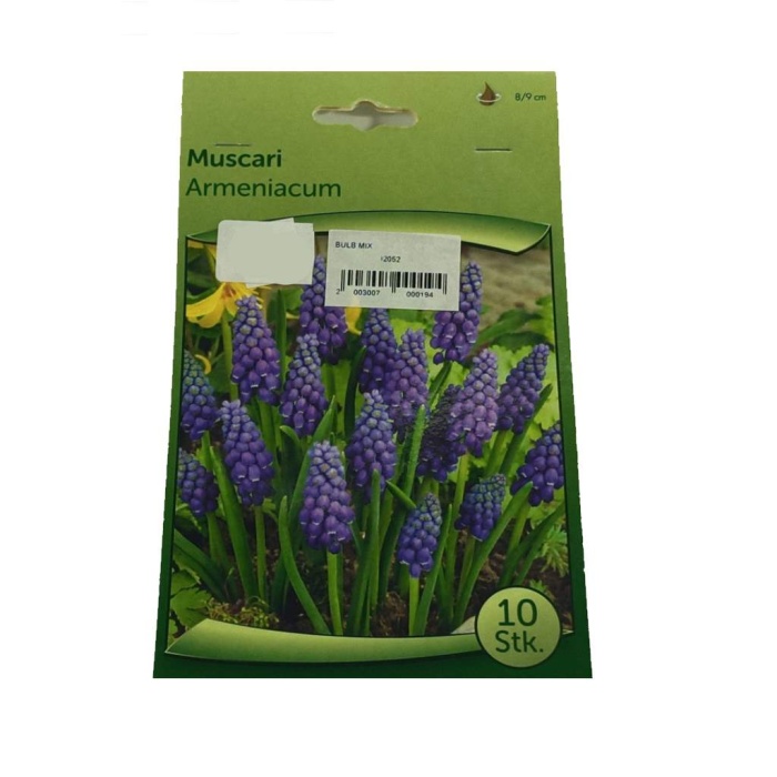 Muscari - Arap Sümbülü Soğanı