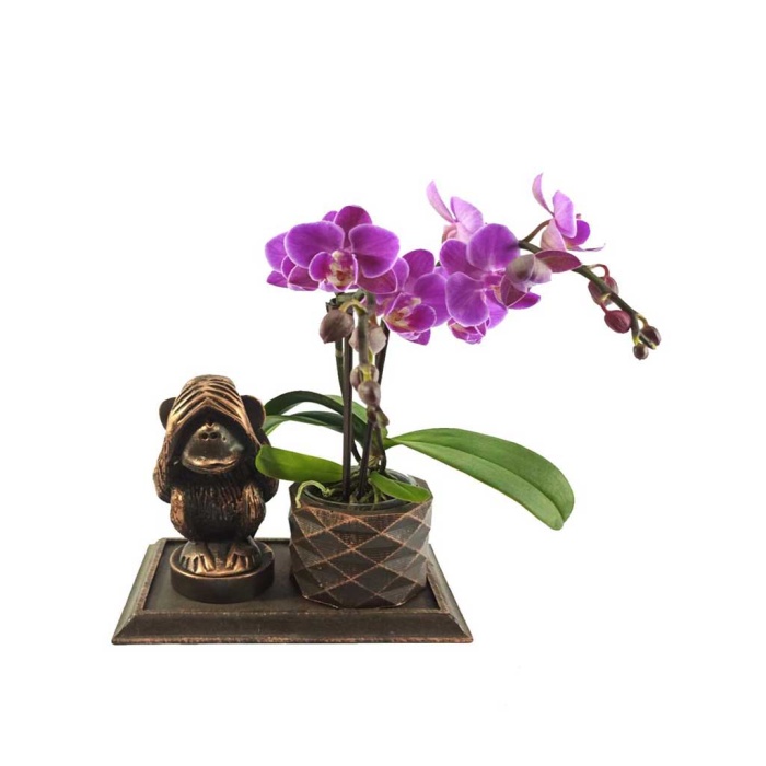 Maymun Dekorlu Saksıda Mini Orkide